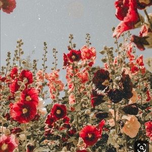 Meet your Posher, Nevaeh